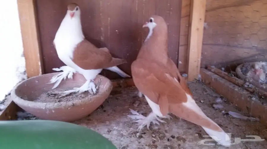 للبيع طبة اخوان شيرازي  (image 4)