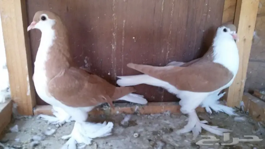 للبيع طبة اخوان شيرازي  (image 5)