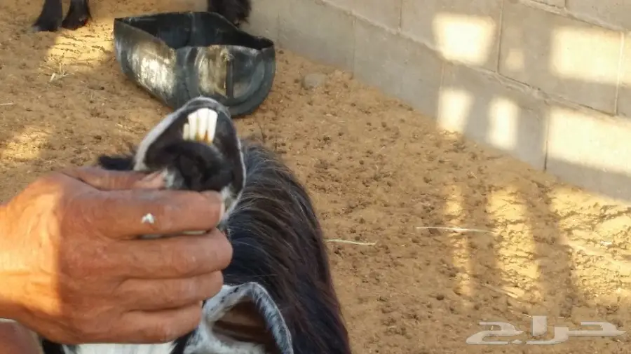 معزا خمس روس بعيالها ..مستورة_رابغ  (image 2)