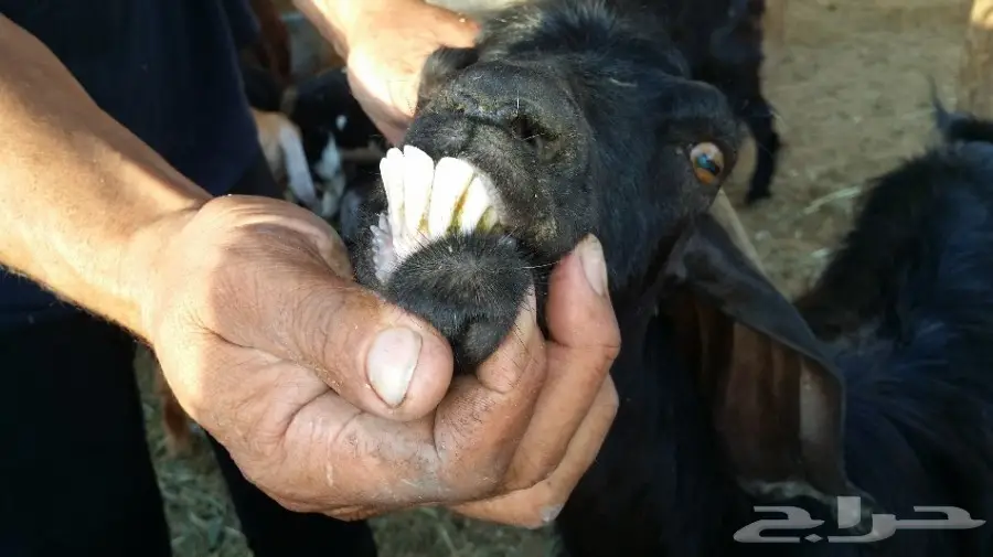 معزا خمس روس بعيالها ..مستورة_رابغ  (image 5)