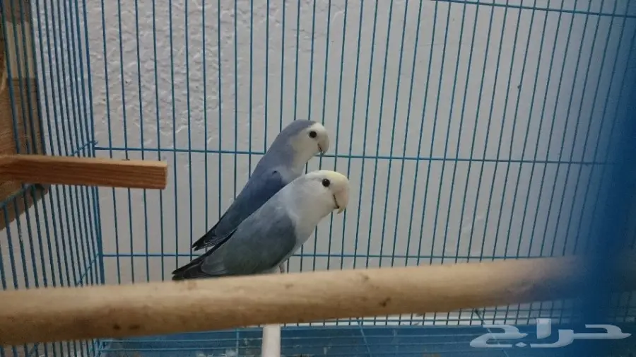 جوز روز هولندي (image 1)