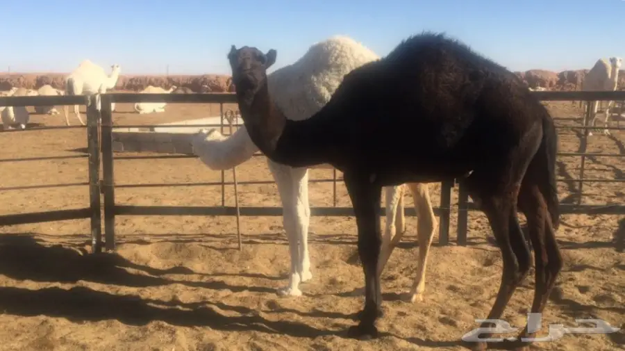 حشو بريه سمان للبيع