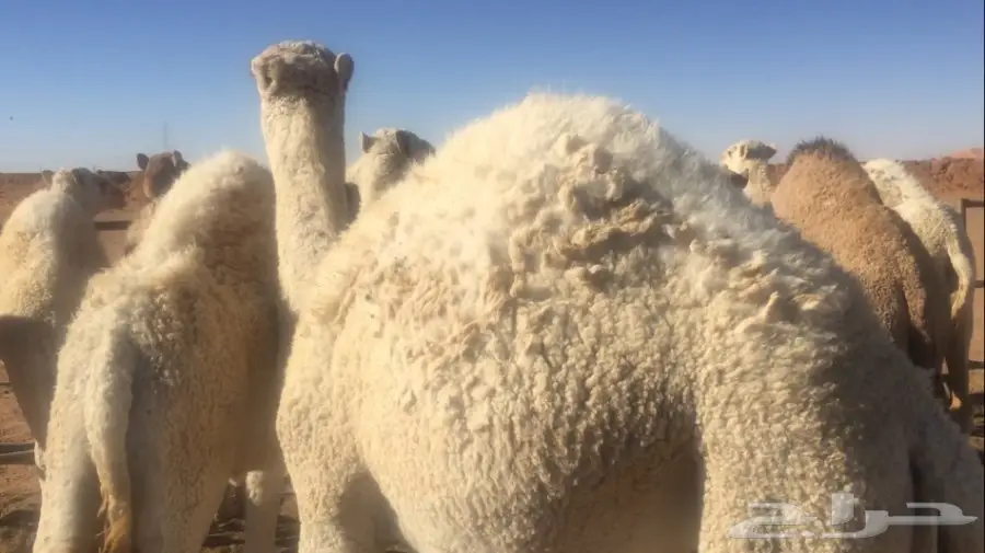 حشو بريه سمان للبيع (image 1)