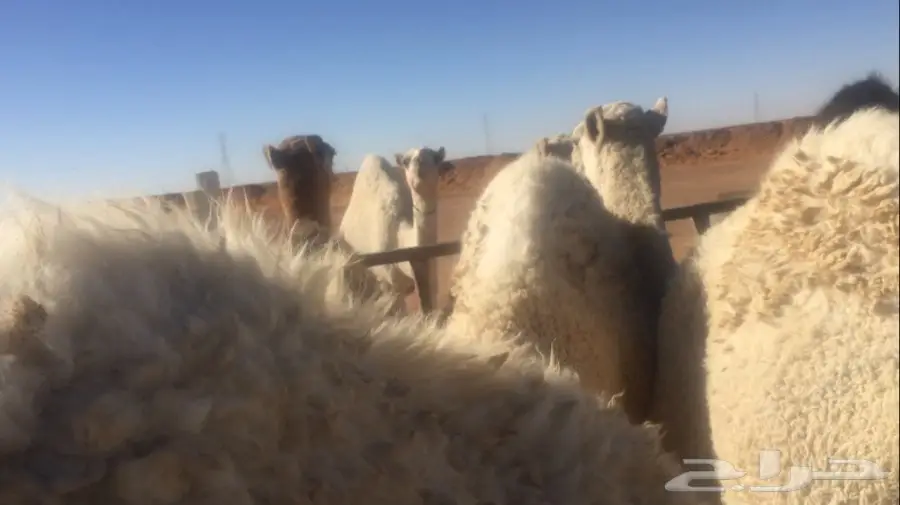 حشو بريه سمان للبيع (image 2)