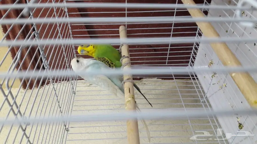 مزاد الى الساعه10على جوزين بادجي(تلقيح) (image 2)