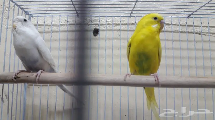 مزاد الى الساعه10على جوزين بادجي(تلقيح) (image 4)