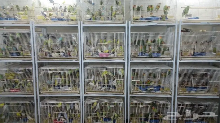 طيور الحب للبيع سعر الجوز 80 ريال محل نوادر  (image 3)
