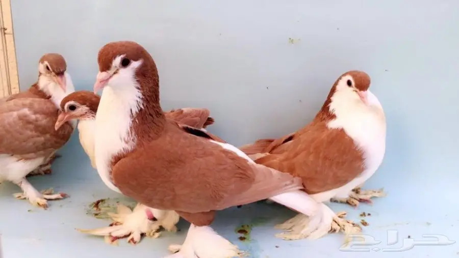 شيرازيات بعيالها