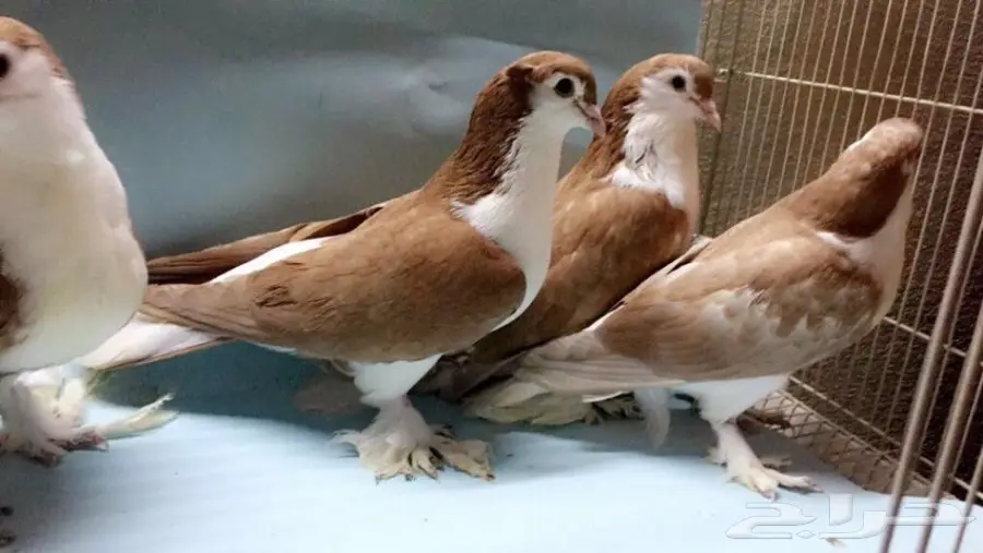 شيرازيات بعيالها (image 1)