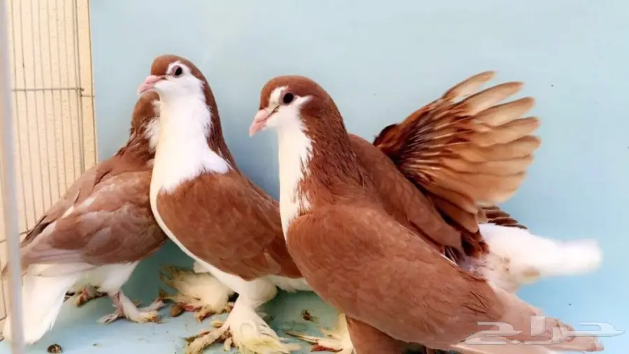 شيرازيات بعيالها (image 2)