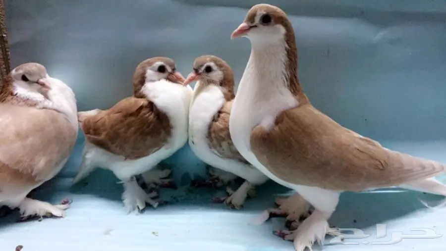 شيرازيات بعيالها (image 3)