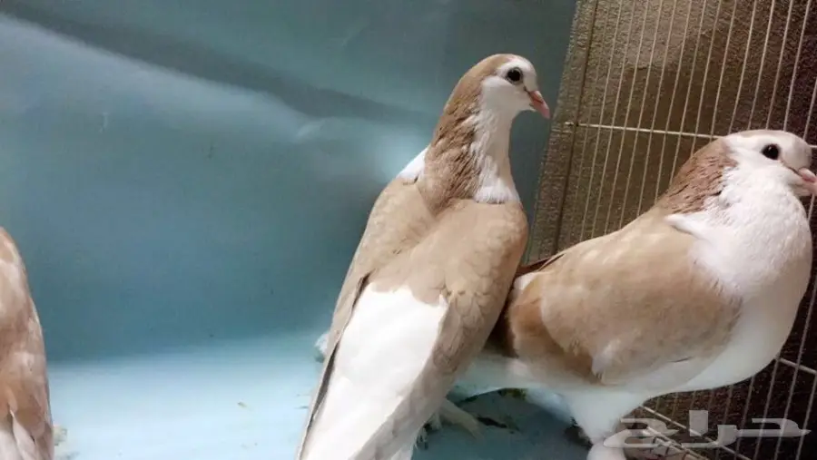 شيرازيات بعيالها (image 4)