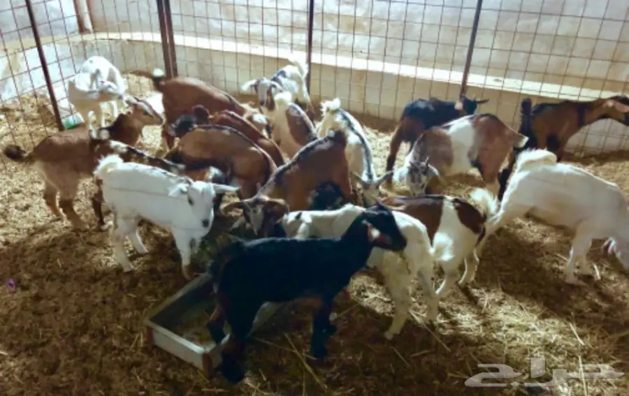 تيوس سمان بيشيات وحبص لبني (image 3)