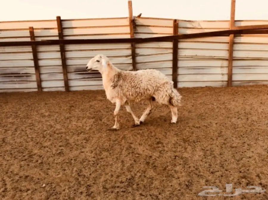 طلي حري ثني