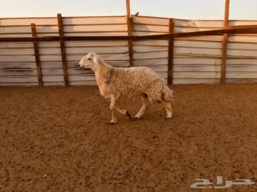 طلي حري ثني (image 1)