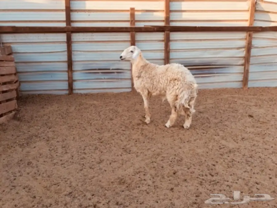 طلي حري ثني (image 2)