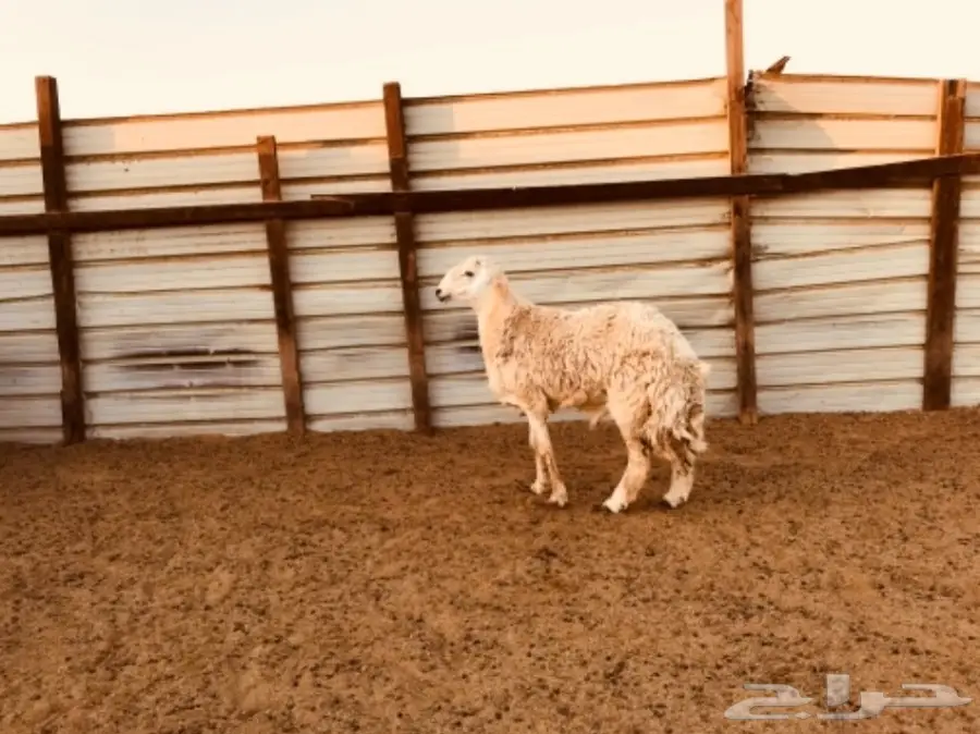 طلي حري ثني (image 3)