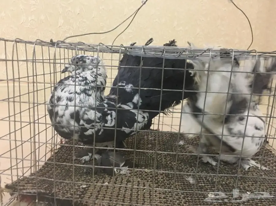 جوز هزازي  (image 1)