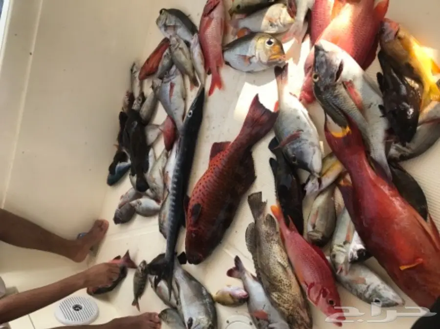 رحلات بحرية من شمال جدة (image 1)