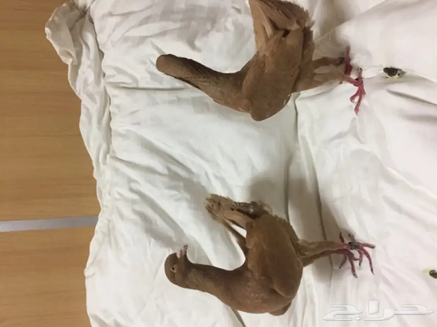 للبيع زوج مالتيز