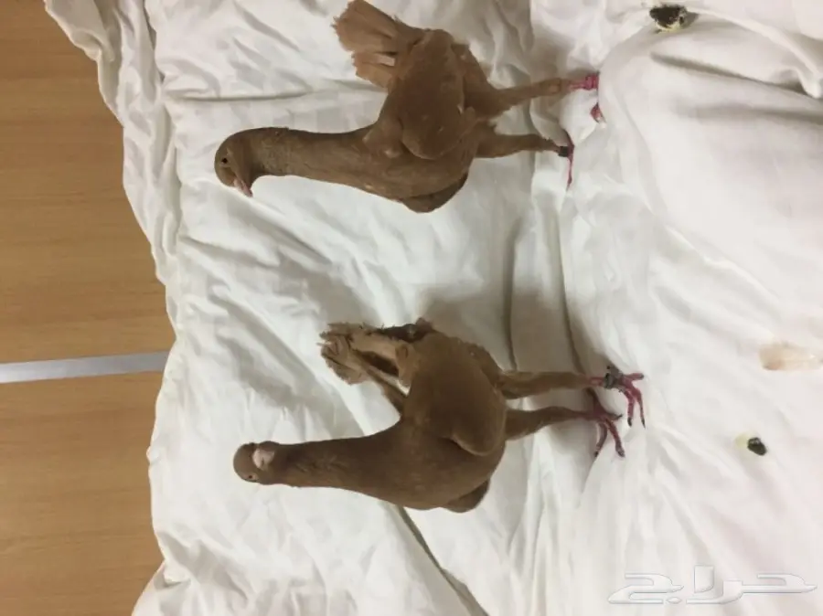 للبيع زوج مالتيز (image 1)