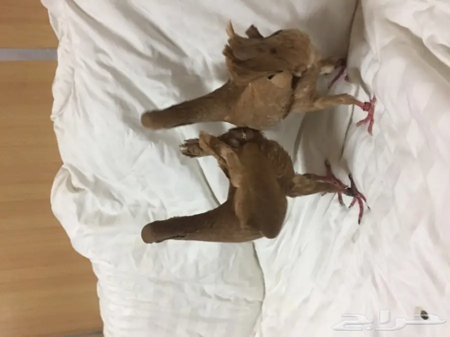 للبيع زوج مالتيز (image 3)