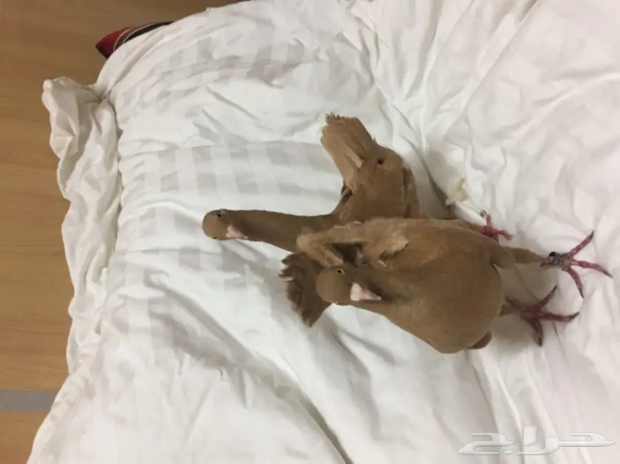 للبيع زوج مالتيز (image 4)