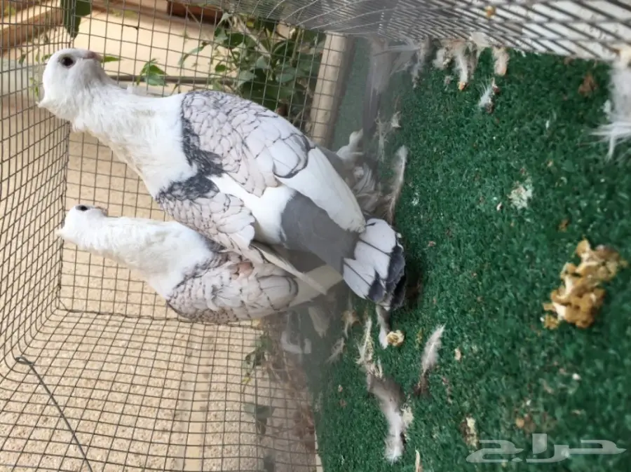 حمام - زوجين حب رمان وزوج تركي 