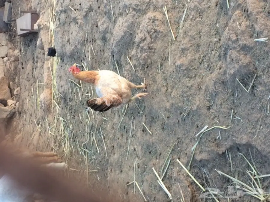 دجاجة معها 3 فروخ  (image 1)