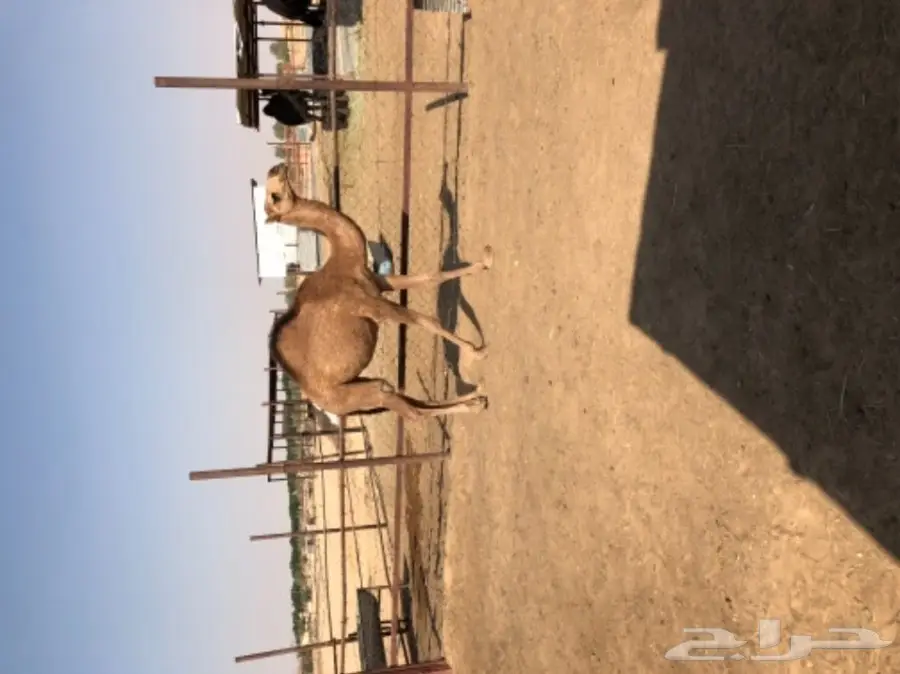 بكره سمينه وطيبه عمرها 10 شهور 