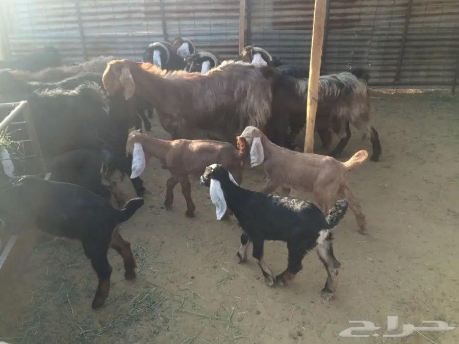 ماعز مواليد (image 3)