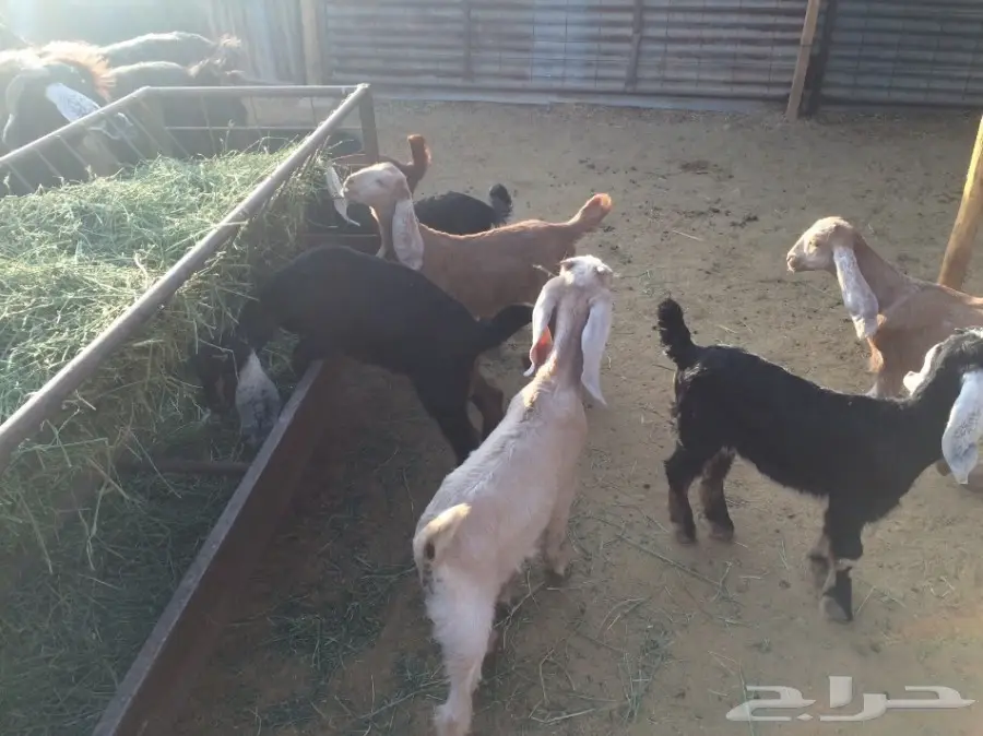 ماعز مواليد (image 5)