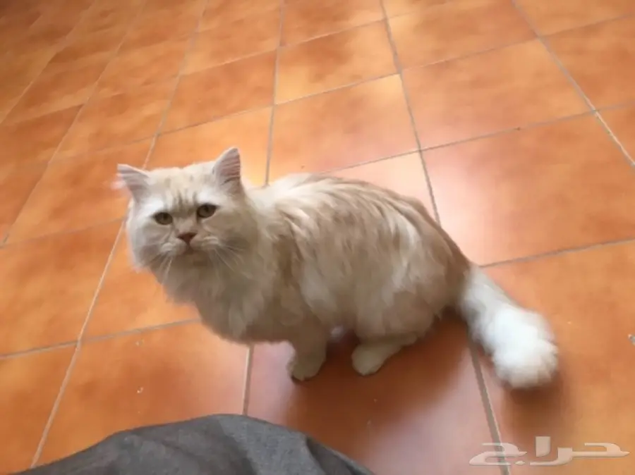 قط شيرازي للبيع 