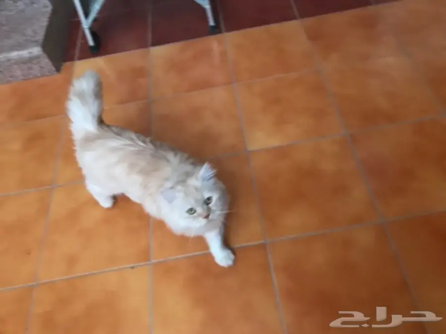 قط شيرازي للبيع  (image 2)