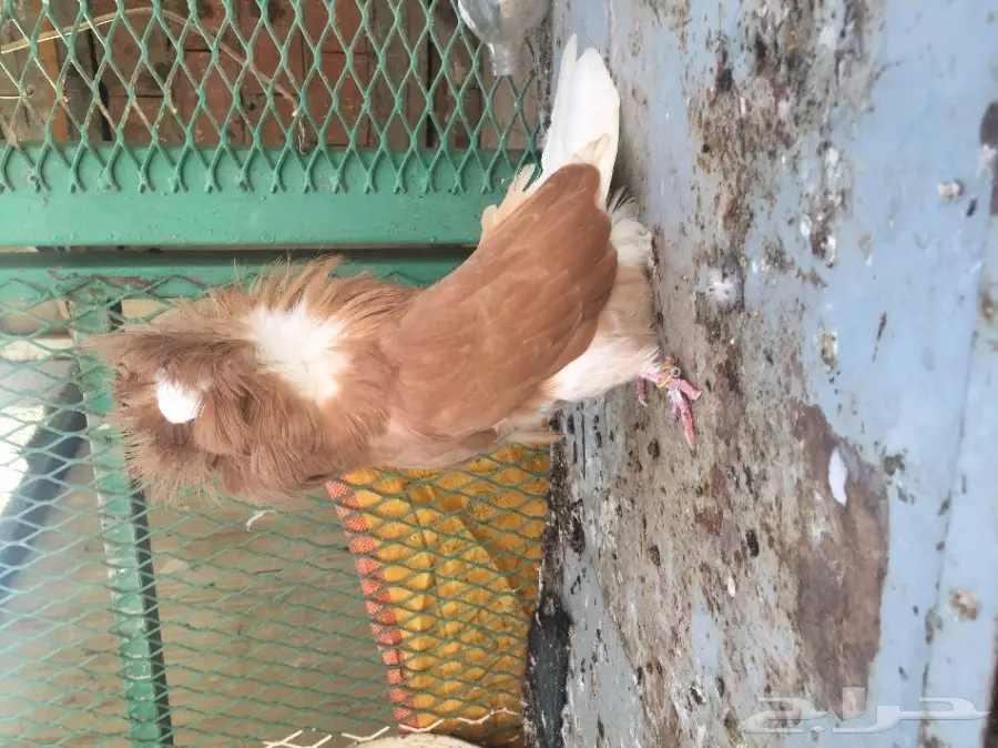 جاكوبين  (image 1)