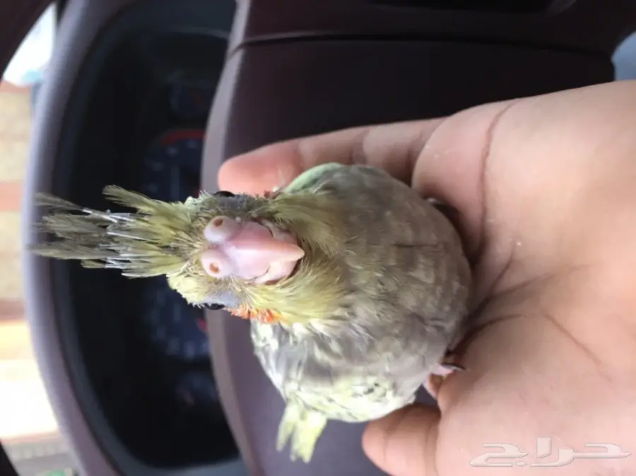 فرخين كروان غر