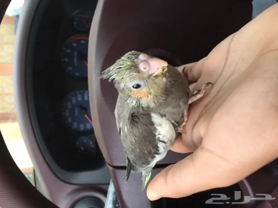 فرخين كروان غر (image 2)