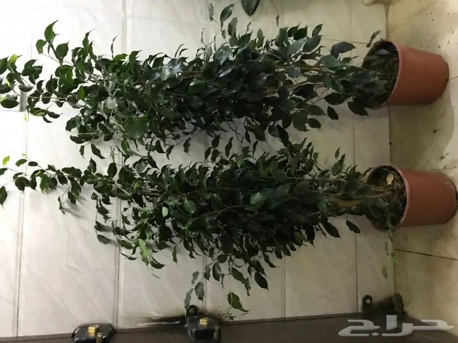 نباتات وأشجار داخلية - تنوع وأناقة لمنزلك! (image 18)