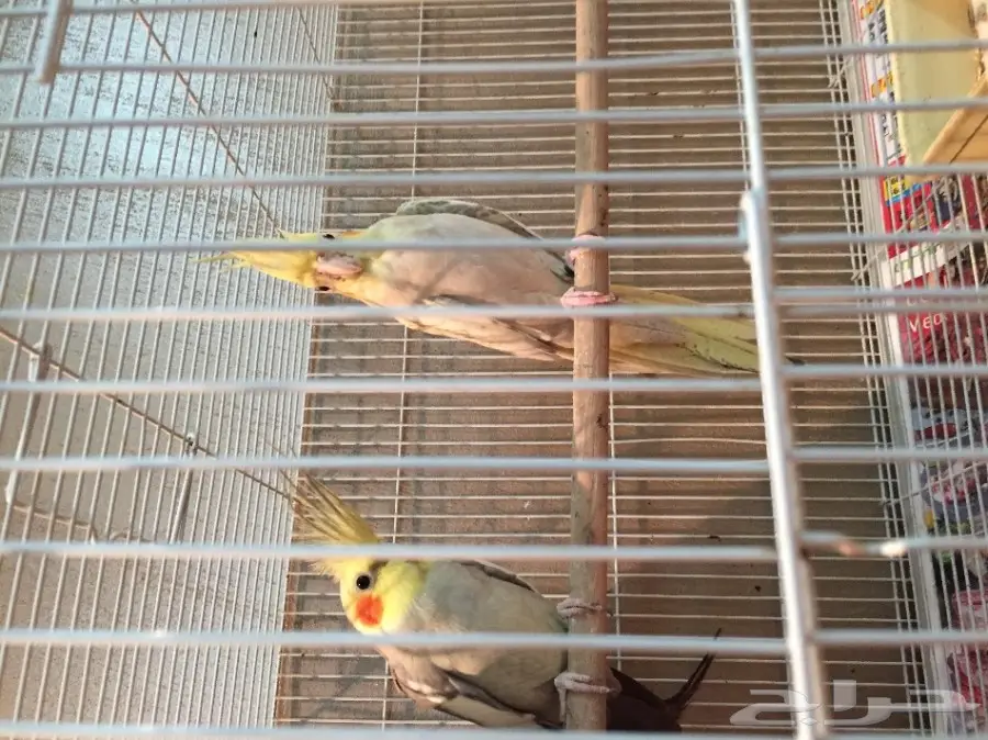 جوز كروان منتج على الشرط