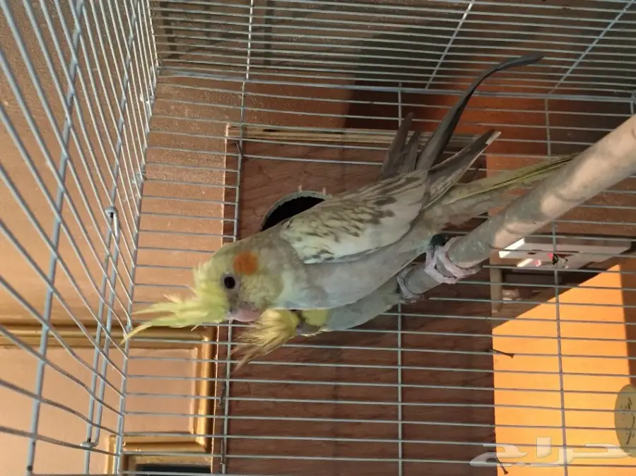 جوز كروان منتج على الشرط (image 1)