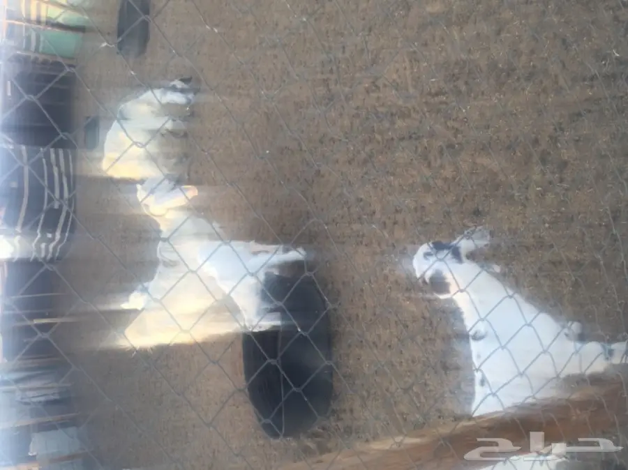 عنز 4 وعيالها 4