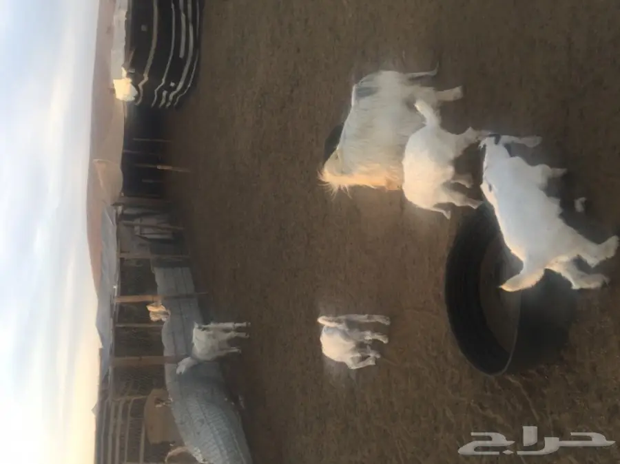 عنز 4 وعيالها 4 (image 1)