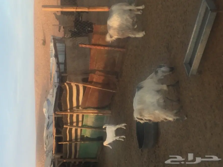 عنز 4 وعيالها 4 (image 2)