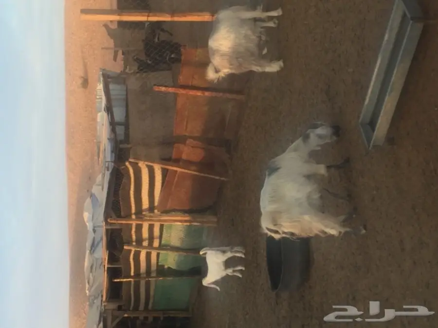 عنز 4 وعيالها 4 (image 3)