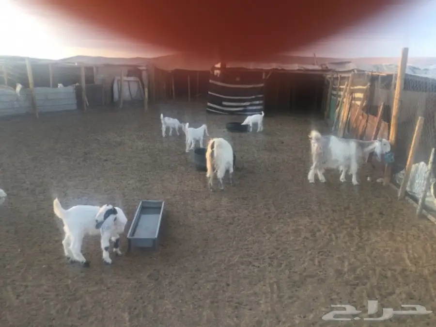 عنز 4 وعيالها 4 (image 4)