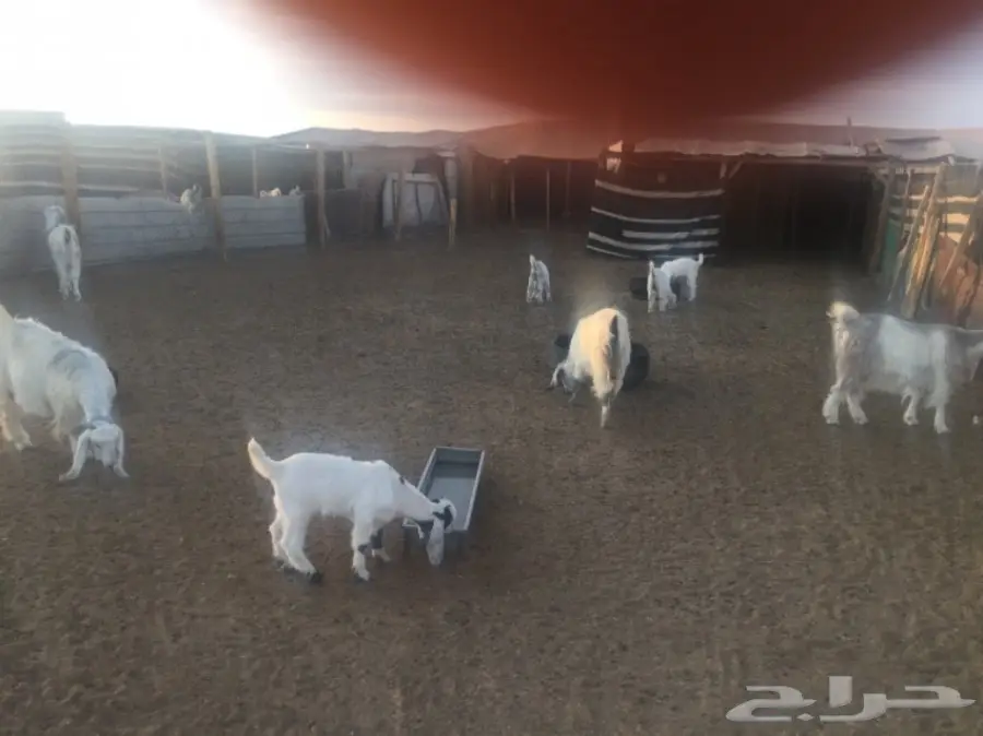 عنز 4 وعيالها 4 (image 5)