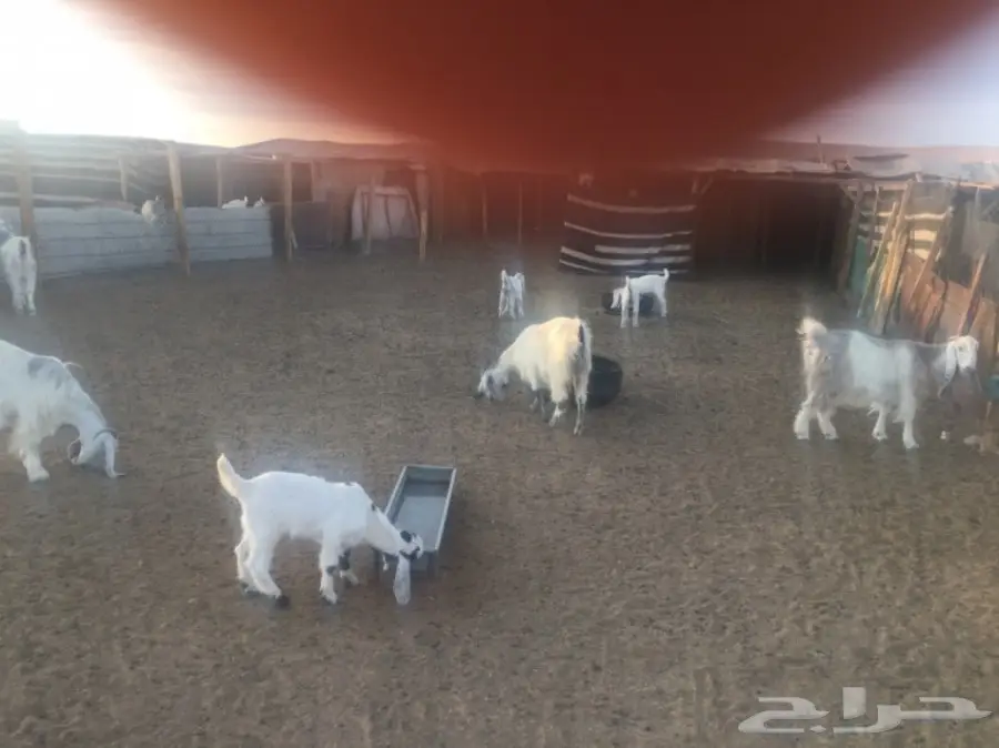 عنز 4 وعيالها 4 (image 6)