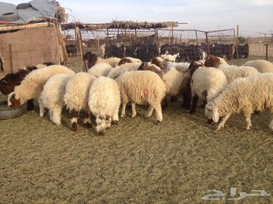 30 فيهن 5 رخال والباقي طليان 5-6 شهور