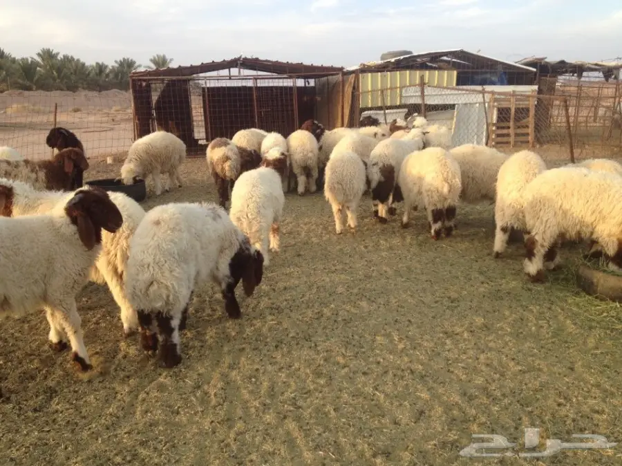 30 فيهن 5 رخال والباقي طليان 5-6 شهور (image 1)