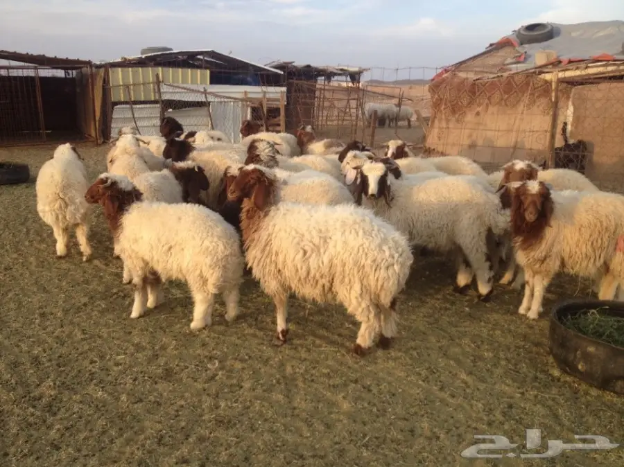 30 فيهن 5 رخال والباقي طليان 5-6 شهور (image 2)